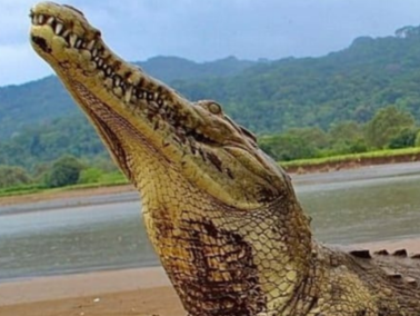 Crocodile safari - photo 10
